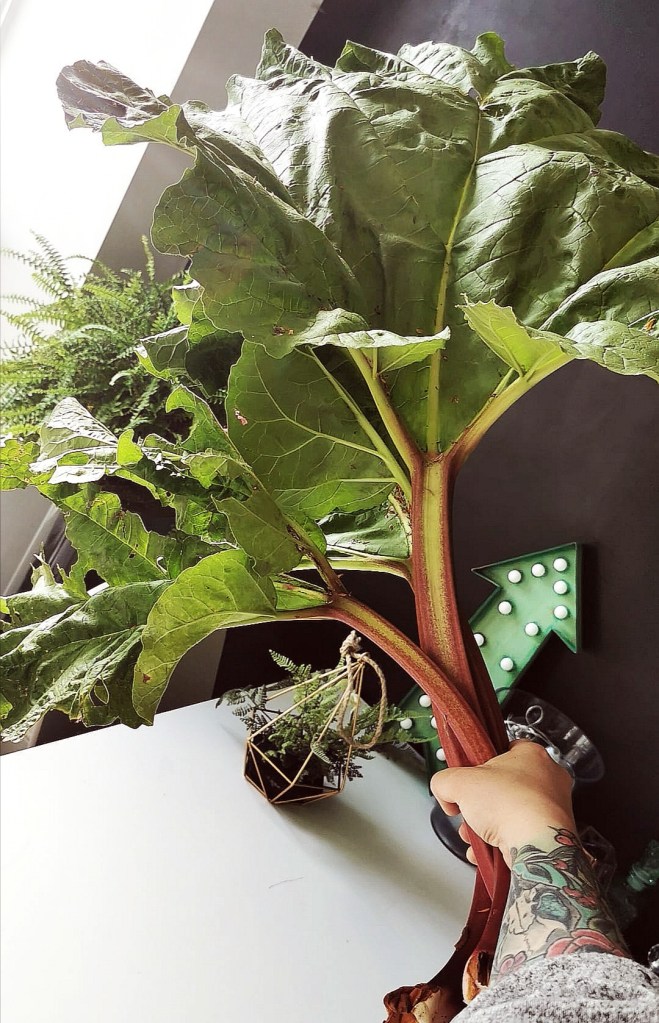 Hand holding a bunch of fresh rhubarb picked from a garden